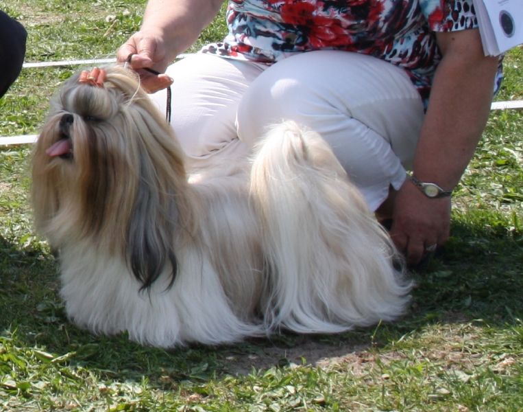 Shih Tzu Danmark