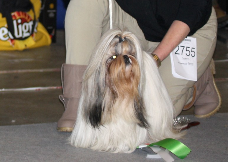 Shih Tzu Danmark